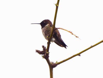 BLACK-CHINNED HUMMINGBIRD . THE RIPARIAN PRESERVE . GILBERT . ARIZONA . USA . 23.3.24.jpg