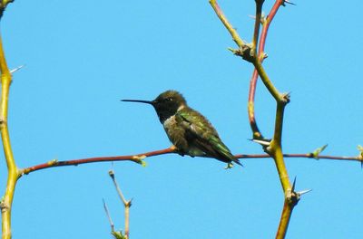 Black-Chinned Hummingbird . Archilochus alexandri