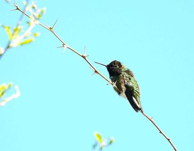 Black-Chinned Hummingbird . Archilochus alexandri