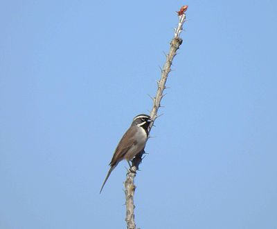 Black-Throated Sparrow . Amphispiza bilineata