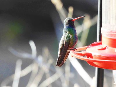 BROAD-BILLED HUMMINGBIRD . THE SANTA RITA LODGE . ARIZONA . USA . 18 . 3 . 24.jpg