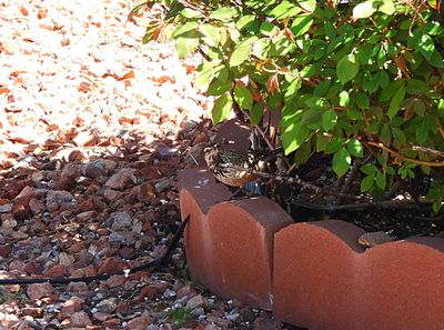 CACTUS WREN . PARADISE PEAK WEST . ARIZONA . USA . 20.3.24.jpg