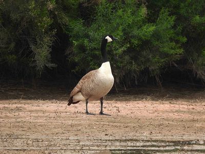 CANADA GOOSE . THE RIPARIAN PRESERVE . GILBERT . ARIZONA . USA . 23.4.24.jpg