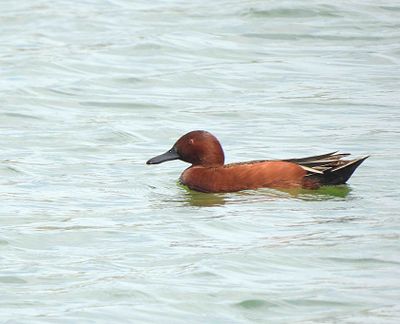 Cinnamon Teal . Anas cyanoptera