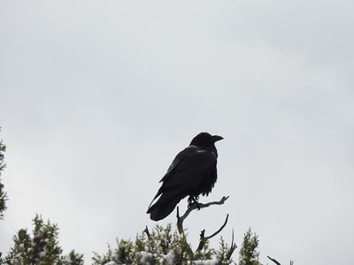 COMMON RAVEN . THE GRAND CANYON . ARIZONA . USA . 16.3.24.jpg