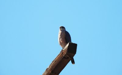 COOPERS HAWK . SWEETWATER . TUCSON . ARIZONA . USA . 19 . 3 . 24.jpg