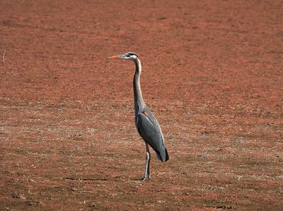 GREAT BLUE HERON . THE RIPARIAN PRESERVE . ARIZONA . USA . 25.3.24.jpg