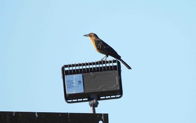 GREAT-TAILED GRACKLE ( Female ) . THE LUNA CAFE . MARANA . ARIZONA . USA . 22.3.24.jpg