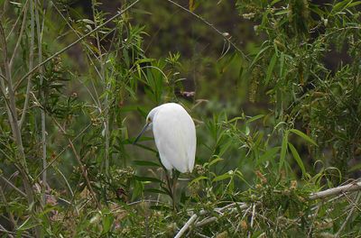 GREAT WHITE EGRET . THE RIPARIAN PRESERVE . GILBERT . ARIZONA . USA . 23.3.24.jpg