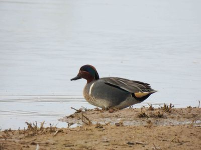 GREEN-WINGED TEAL . THE RIPARIAN PRESERVE . GILBERT . ARIZONA . USA . 23.3.24.jpg
