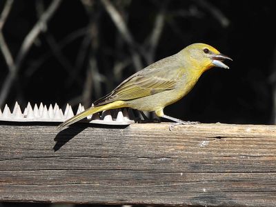 HEPATIC TANAGER ( Female ) . THE SANTA RITA LODGE . ARIZONA . USA . 19 .3.24.jpg
