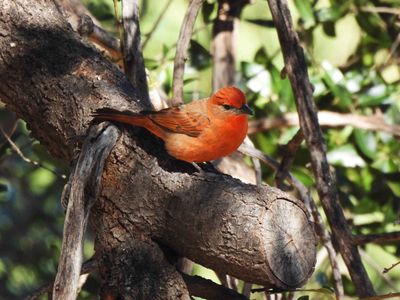 HEPATIC TANAGER ( Male ) . THE SANTA RITA LODGE . ARIZONA . USA . 19.3.24.jpg