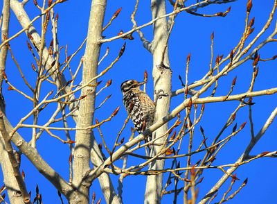 LADDER-BACKED WOODPECKER . LAYTON LAKES PARK . GILBERT . ARIZONA . USA . 20.3.24.jpg