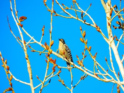 LADDER-BACKED WOODPECKER . LAYTON LAKES PARK . GILBERT . ARIZONA . USA . 21.3.24.jpg