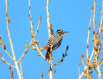 Ladder-Backed Woodpecker . Picoides scalaris