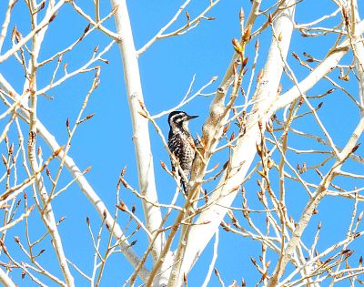 LADDER-BACKED WOODPECKER . LAYTON LAKES PARK . GILBERT . ARIZONA . USA . 18.3.24..jpg