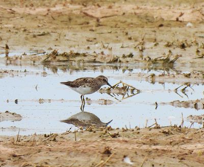 LEAST SANDPIPER . THE RIPARIAN PRESERVE . GILBERT . ARIZONA . USA . 23.3.24.jpg