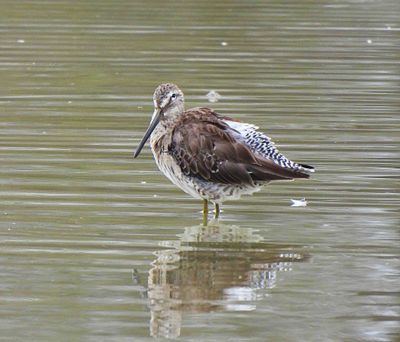 LONG-BILLED DOWITCHER . THE RIPARIAN PRESERVE . GILBERT . ARIZONA . USA . 23.3.24..jpg