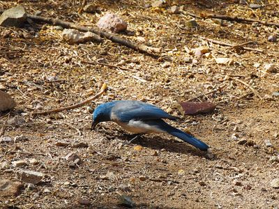 MEXICAN JAY . THE SANTA RITA LODGE . ARIZONA . USA . 18 . 3 . 24.jpg