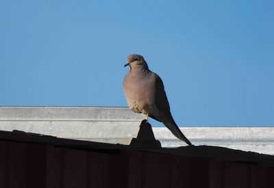 MOURNING DOVE . THE LUNA CAFE . MARANA . ARIZONA . USA . 22.3.24.jpg