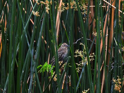 RED-WINGED BLACKBIRD ( Female ) . THE RIPARIAN PRESERVE . GILBERT . ARIZONA . USA . 23,3,24.jpg