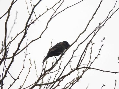 Red-Winged Blackbird . Agelaius phoeniceus
