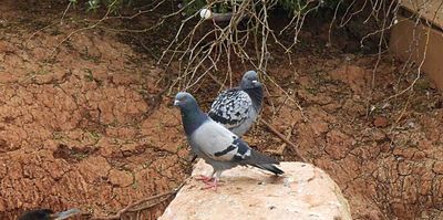 ROCK DOVE . THE RIPARIAN PRESERVE . GILBERT . ARIZONA . USA . 23.3.24.jpg