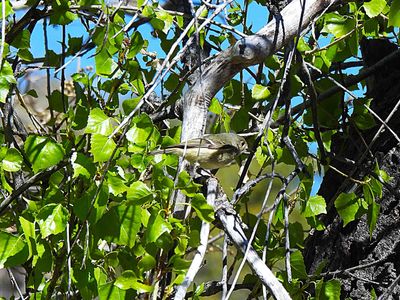 RUBY-CROWNED KINGLET . THE SANTA RITA LODGE . ARIZONA . USA . 19.3.2024.jpg