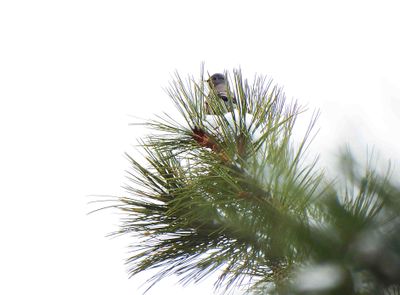 TOWNSED`S SOLITAIRE . ELK MEADOW COTTAGE . PARK . ARIZONA . USA . 17.3.24.jpg