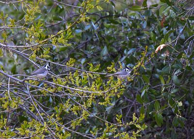 BRIDLED TITMOUSE . THE SANTA RITA LODGE . ARIZONA . USA . 18.3.24.jpg