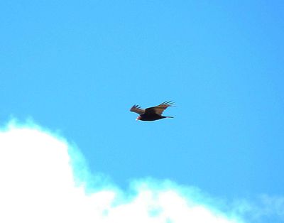 TURKEY VULTURE . THE RIPARIAN PRESERVE . GILBERT . ARIZONA . USA . 25.3.24.jpg