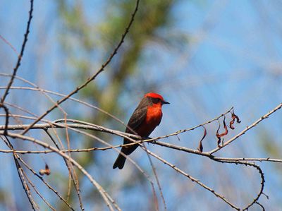 VERMILION FLYCATCHER . SWEETWATER . TUCSON . ARIZONA . USA . 19.3.24.jpg