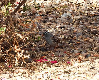 WHITE-CROWNED SPARROW . LAYTON LAKES PARK . GILBERT . ARIZONA . USA . 26.3.24.jpg