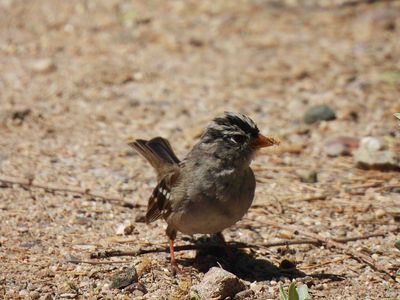 WHITE-CROWNED SPARROW . SWEETWATER . TUCSON . ARIZONA . USA . 19.3.24.jpg