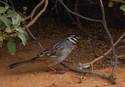 WHITE-CROWNED SPARROW . THE RIPARIAN PRESERVE . GILBERT . ARIZONA . USA . 23.3.24.jpg