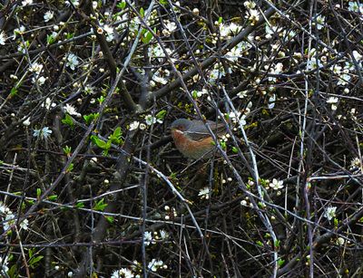 WESTERN SUBALPINE WARBLER . PORTLAND BILL . DORSET . 17.4.24