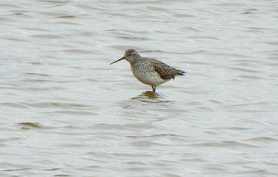 MARSH SANDPIPER . NORMANDY MARSH . HAMPSHIRE . 23 . 4 . 2024.jpg
