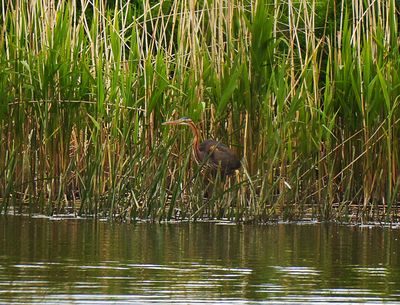 PURPLE HERON . BEESANDS LEY . DEVON . 24 . 4 . 24.jpg