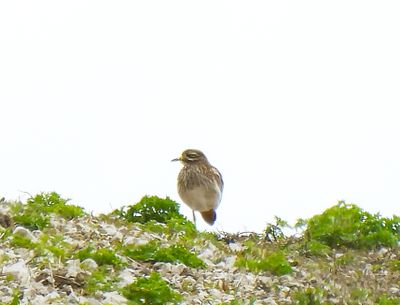 STONE CURLEW . SALISBURY PLAIN . WILTSHIRE . 23 . 4 . 24.jpg