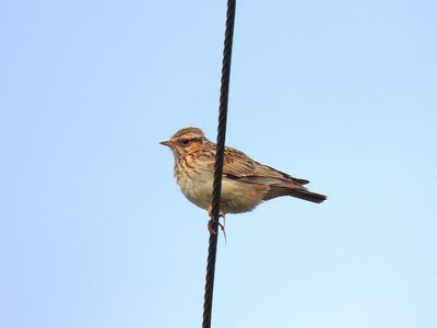 WOODLARK . DUNCHIDEOCK . DEVON . 25.4.24..jpg