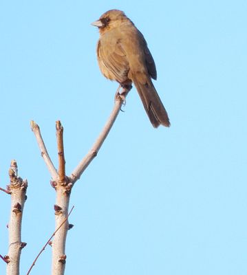 ABERT`S TOWEE . LAYTON LAKES PARK . GILBERT . ARIZONA . U.S.A . 15 . 3 . 24 ..jpg
