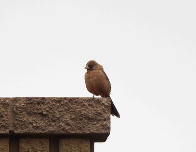 ABERT`S TOWHEE . LAYTON LAKES PARK . GILBERT . ARIZONA . USA . 24.3.24.jpg