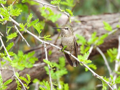ANNA`S HUMMINGBIRD ( Female ) . THE RIPARIAN PRESERVE . GILBERT . ARIZONA . USA . 23.3.24 ..jpg