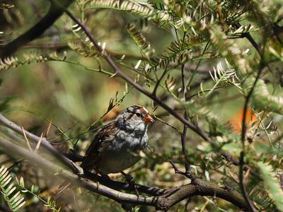 CHIPPING SPARROW . SWEETWATER . TUCSON . ARIZONA . USA . 19.3.24.jpg