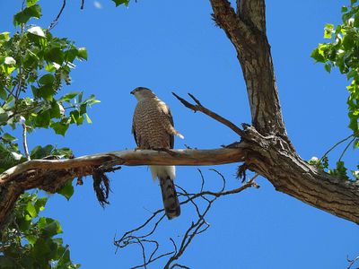 COOPERS HAWK . SWEETWATER . TUCSON . ARIZONA . USA . 19.3.24.jpg