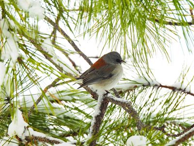 DARK-EYED JUNCO ( Red Backed Race ) . ELK MEADOW COTTAGE . ARIZONA . USA . 16.3.24.jpg