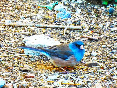 DARK-EYED JUNCO ( Pink Sided Race ) . THE SANTA RITA LODGE . ARIZONA . USA . 19.3.24 ..jpg