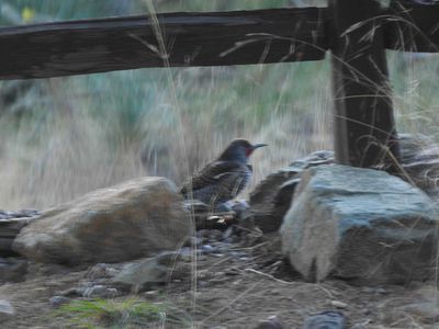 GILDED FLICKER . THE SANTA RITA LODGE . ARIZONA . USA . 19.3.24.jpg