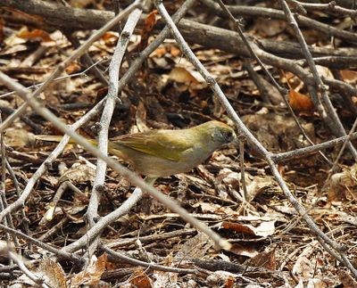 GREEN-TAILED TOWHEE . THE RIPARIAN PRESERVE . GILBERT . ARIZONA . USA . 23.3.24.jpg