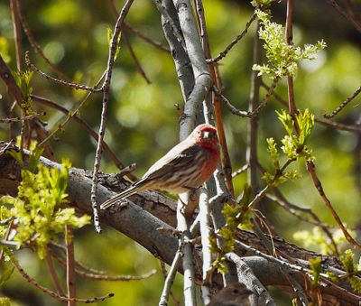 HOUSE FINCH . THE SANTA RITA LODGE . ARIZONA . USA . 18.3.24.jpg